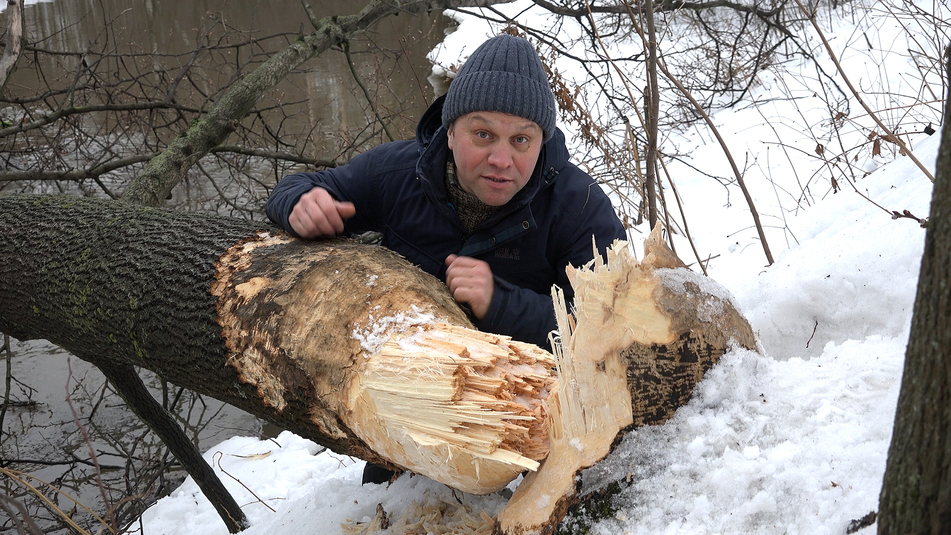 How did the BEAVERS of St. Petersburg celebrate Valentine's Day? - My, Beavers, Okkerville, Saint Petersburg, wildlife, The nature of Russia, Thermal imager, Each creature has a pair, Pavel Glazkov, Wild animals, beauty of nature, Longpost