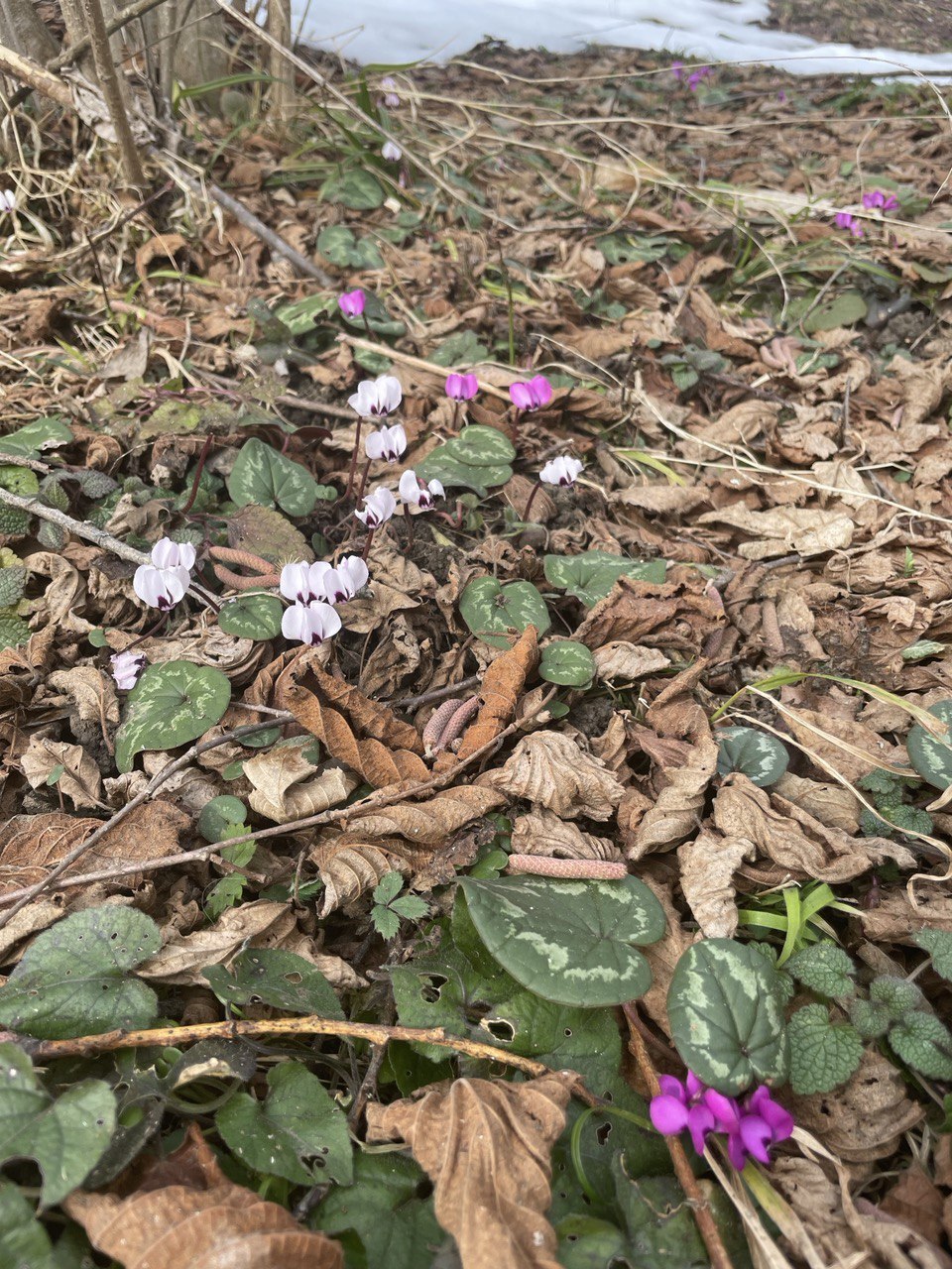 The first snowdrops - The mountains, Mezmay, Spring, Waterfall, Mountain tourism, Longpost