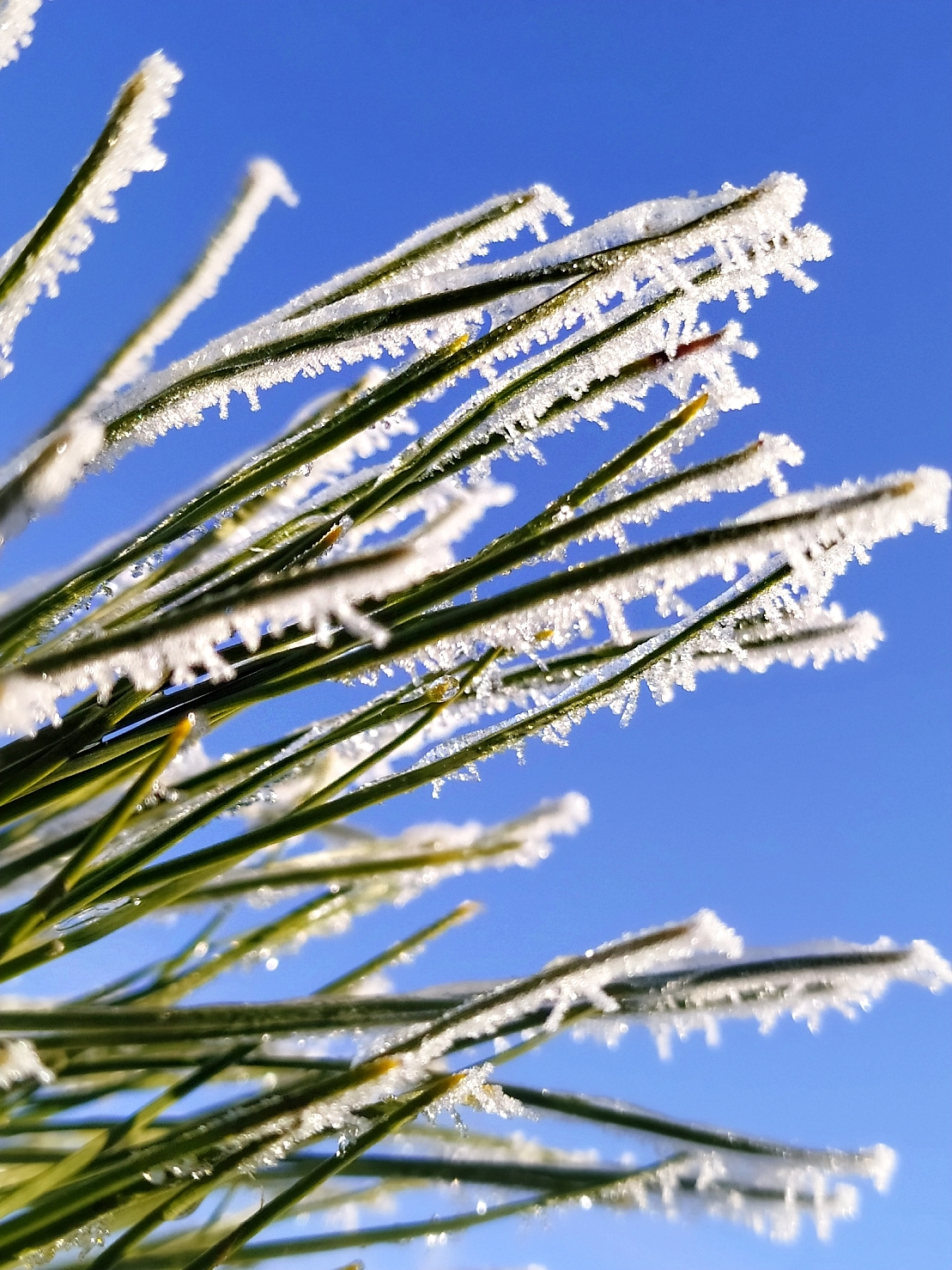 Zimushka-winter - My, Winter, The photo, Nature