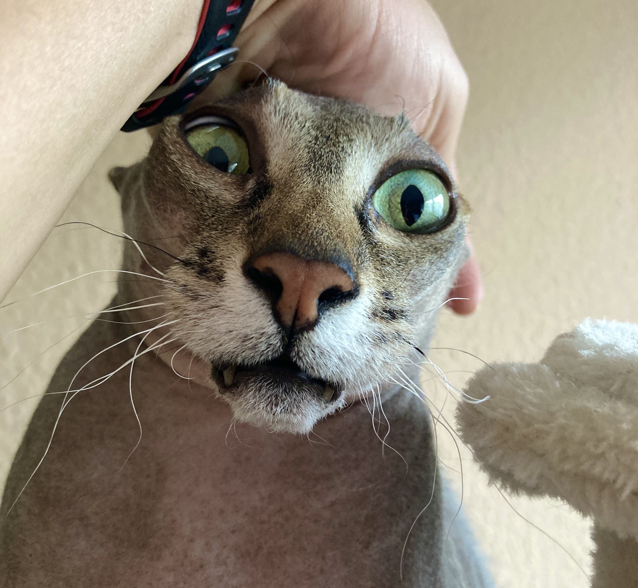 How we trained the cat - My, cat, The photo, Sphinx, Don Sphynx, Text, Longpost