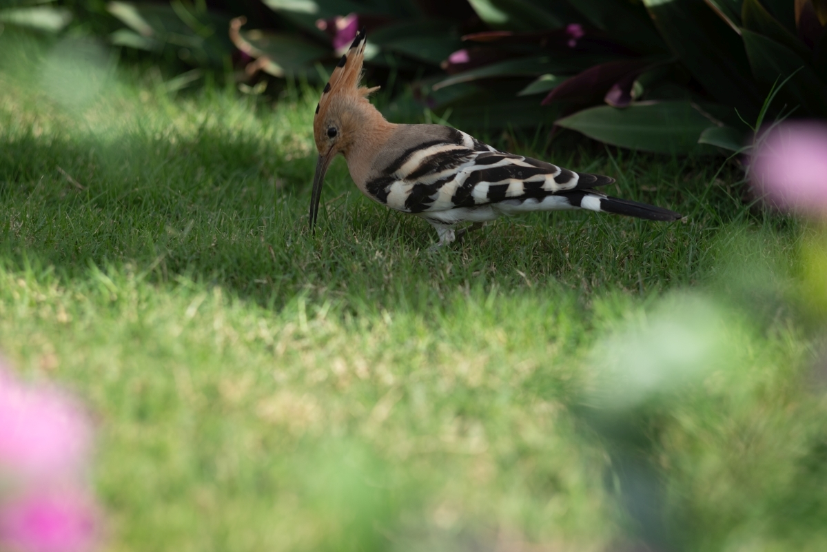 Hoopoes, their mother... - My, Hoopoe, Nikon, Longpost