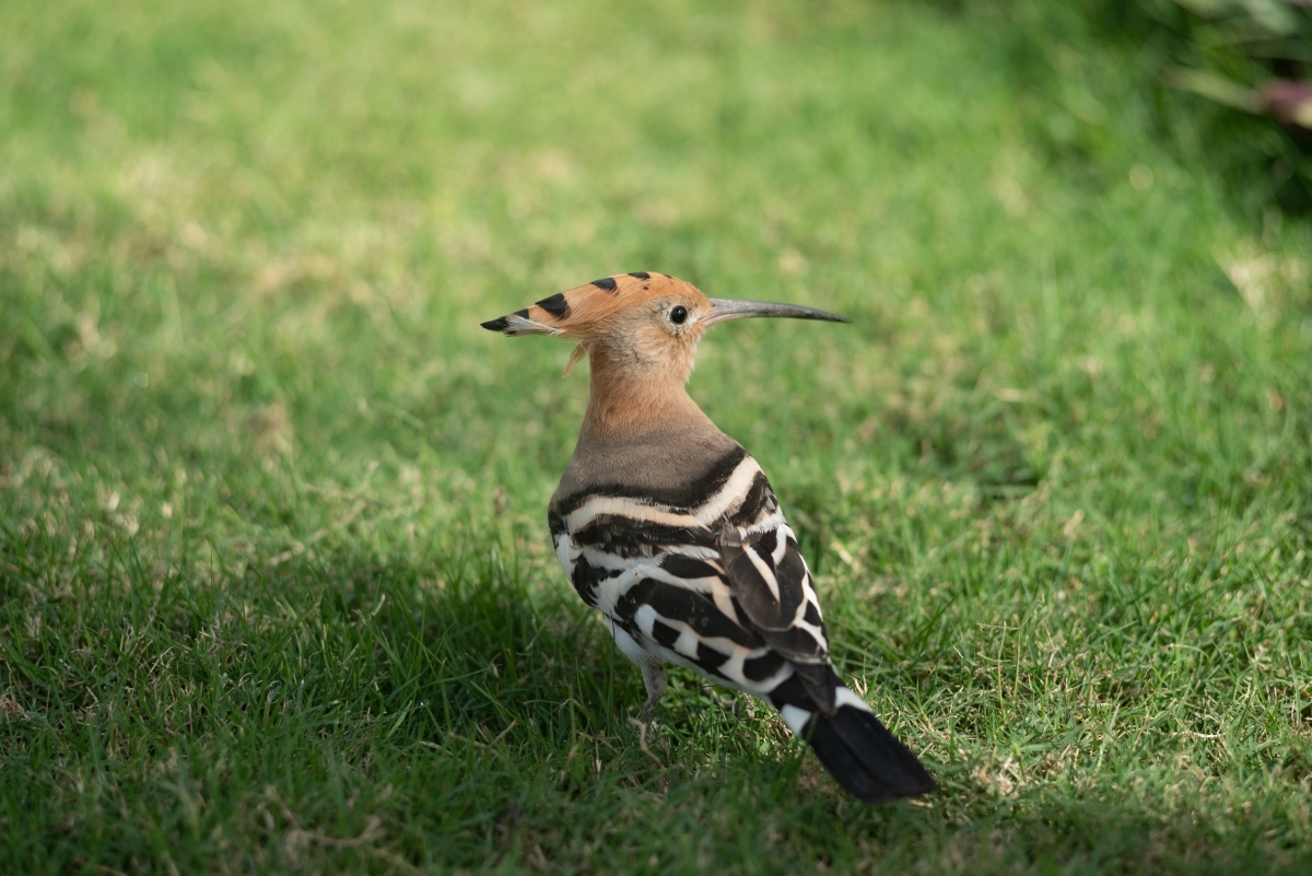 Hoopoes, their mother... - My, Hoopoe, Nikon, Longpost