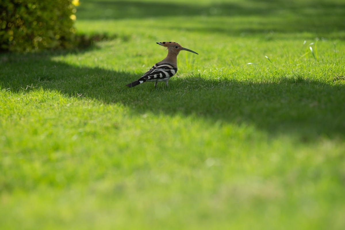 Hoopoes, their mother... - My, Hoopoe, Nikon, Longpost