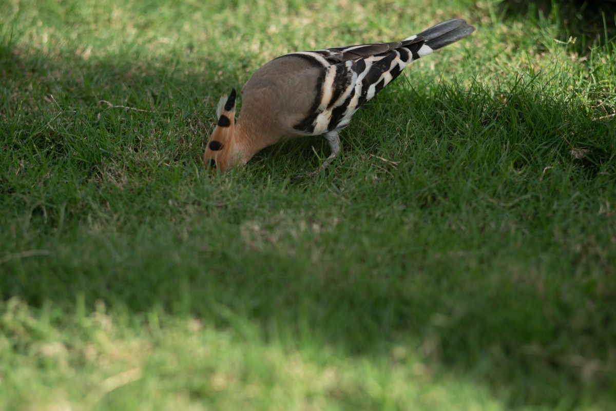 Hoopoes, their mother... - My, Hoopoe, Nikon, Longpost