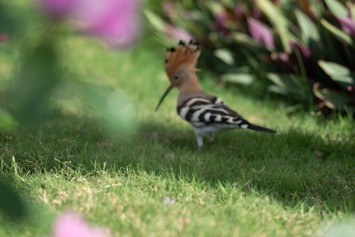 Hoopoes, their mother... - My, Hoopoe, Nikon, Longpost