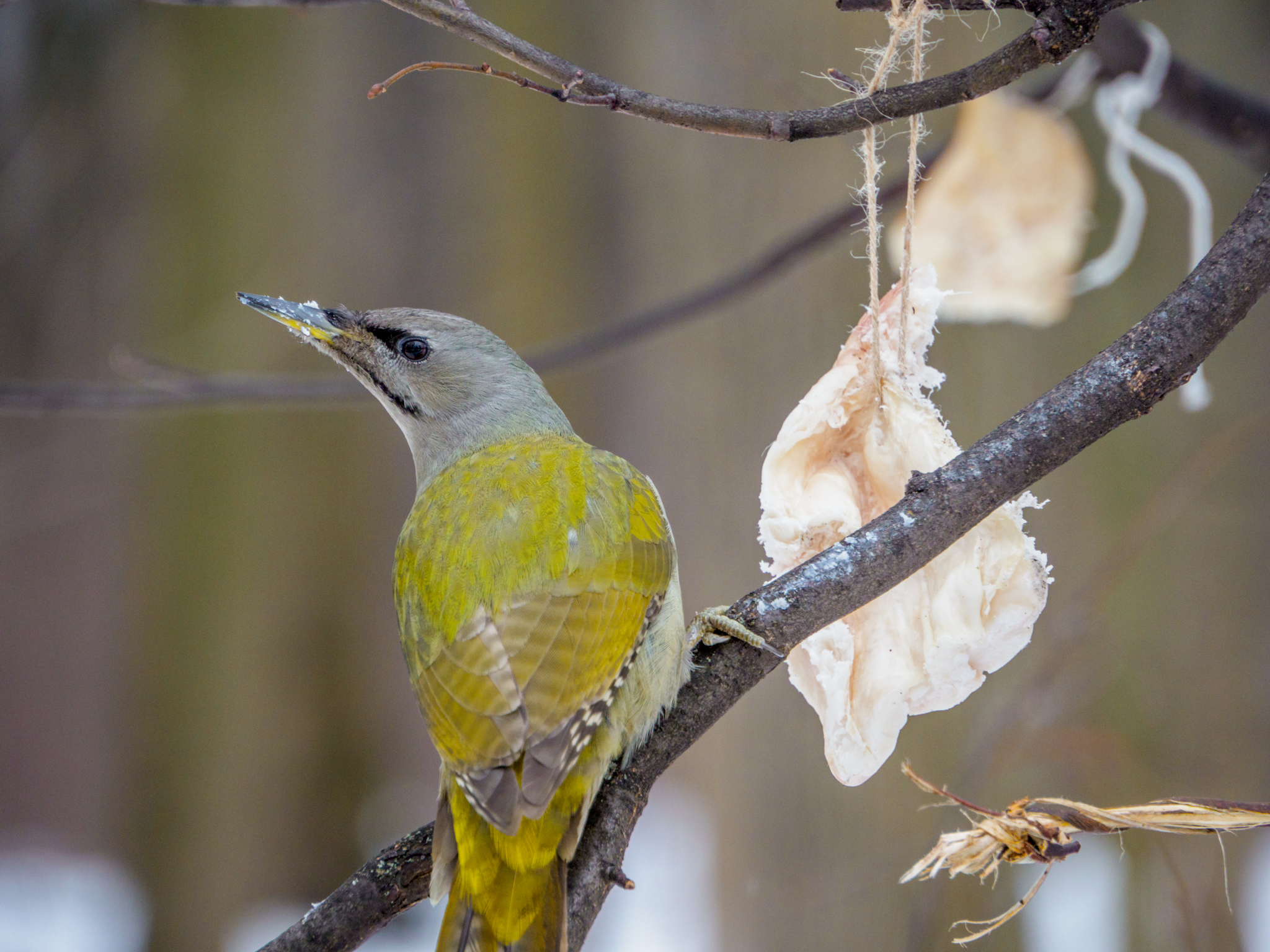 Gray Woodpecker - My, The photo, beauty of nature, The nature of Russia, Birds, Woodpeckers, Longpost