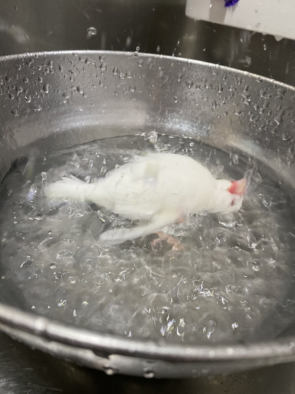 My pet bird taking a bath looks like it's being boiled alive - Birds, Pan, Amadines