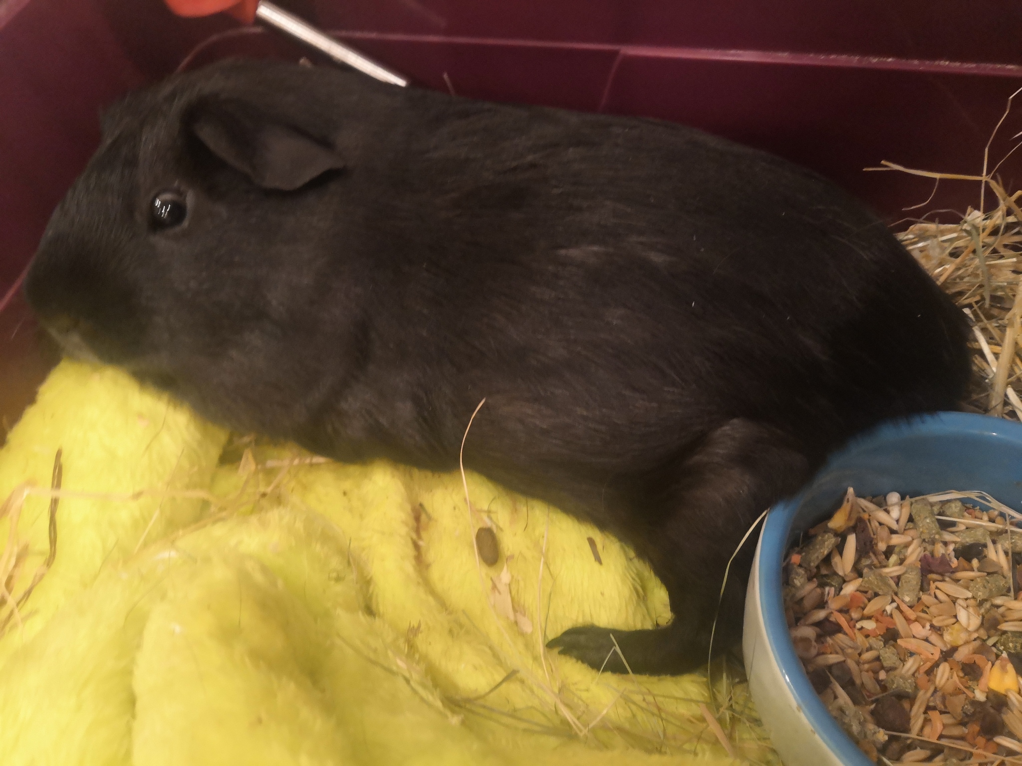 When you are also shocked by what is happening - My, Guinea pig, Photo on sneaker, Pets, Astonishment, Shock