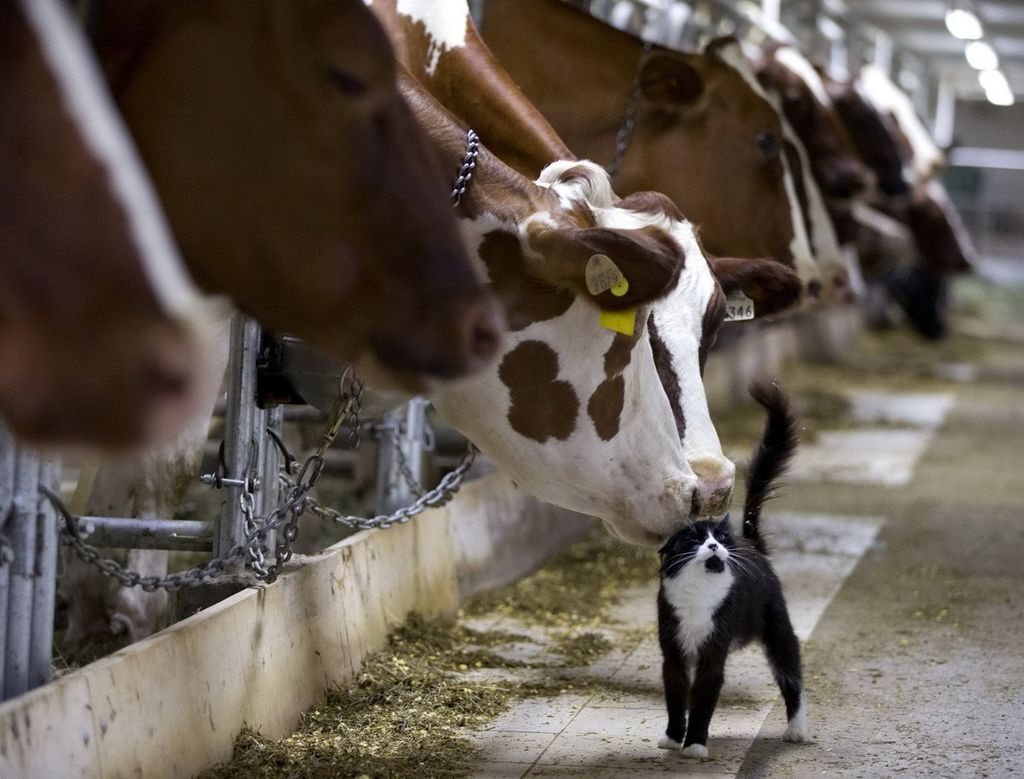 Me and my heifers - Milota, The photo, Pets, cat