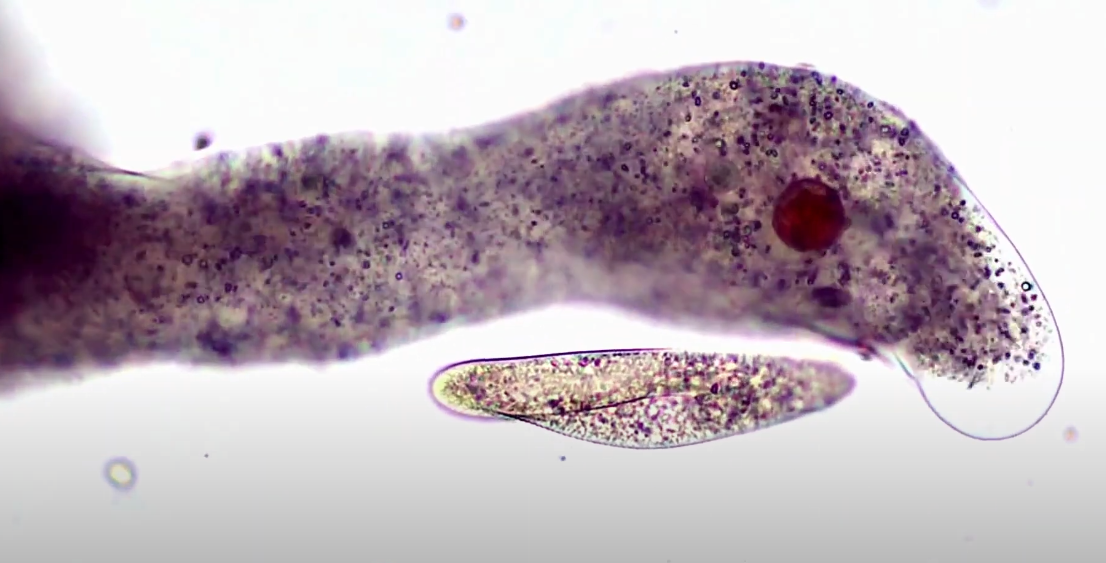 Амёба поедает живую инфузорию - Научпоп, Биология, Видео, Длиннопост