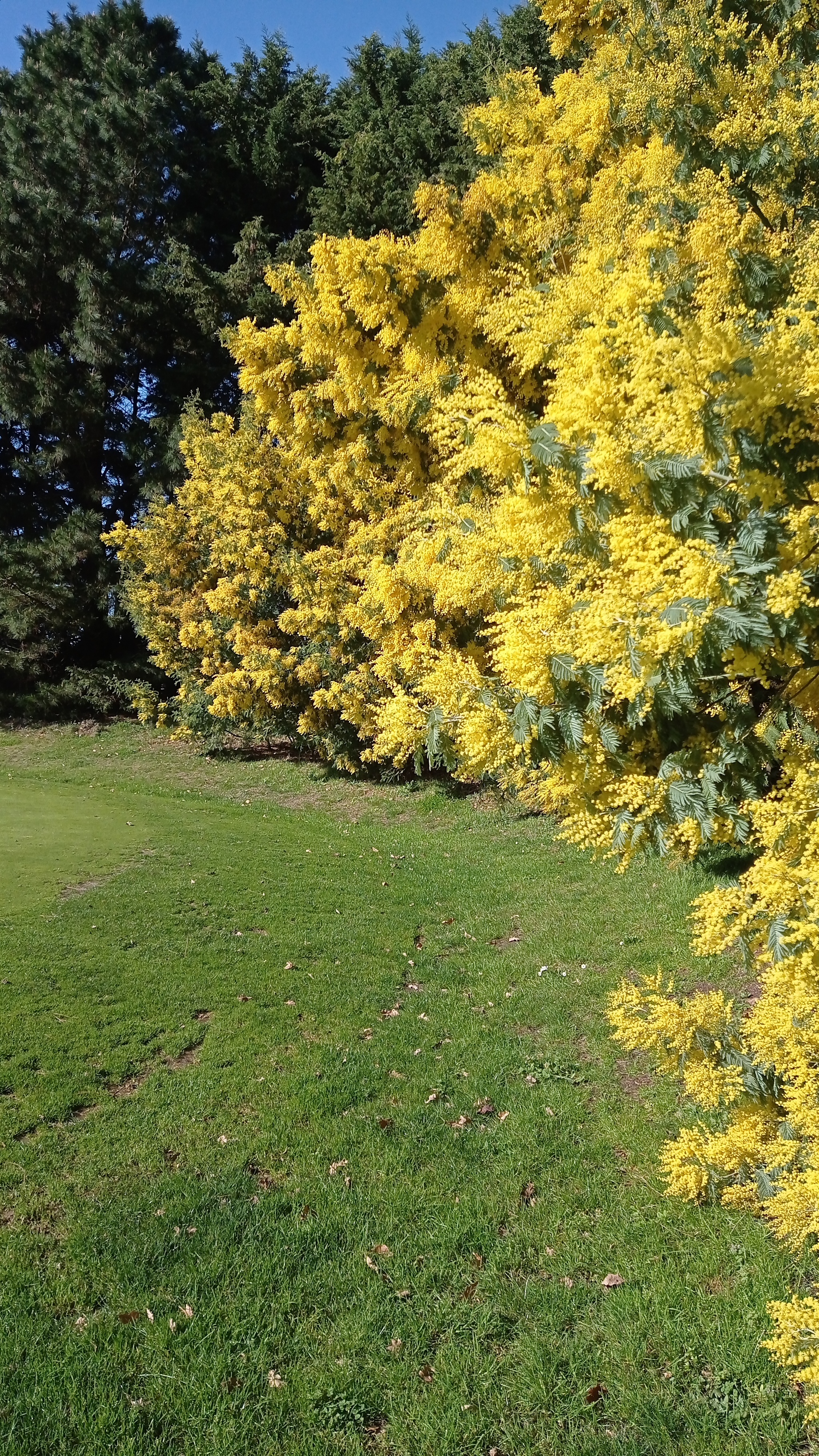 Spring is on the way - My, The photo, France, Mimosa, Good weather, Longpost