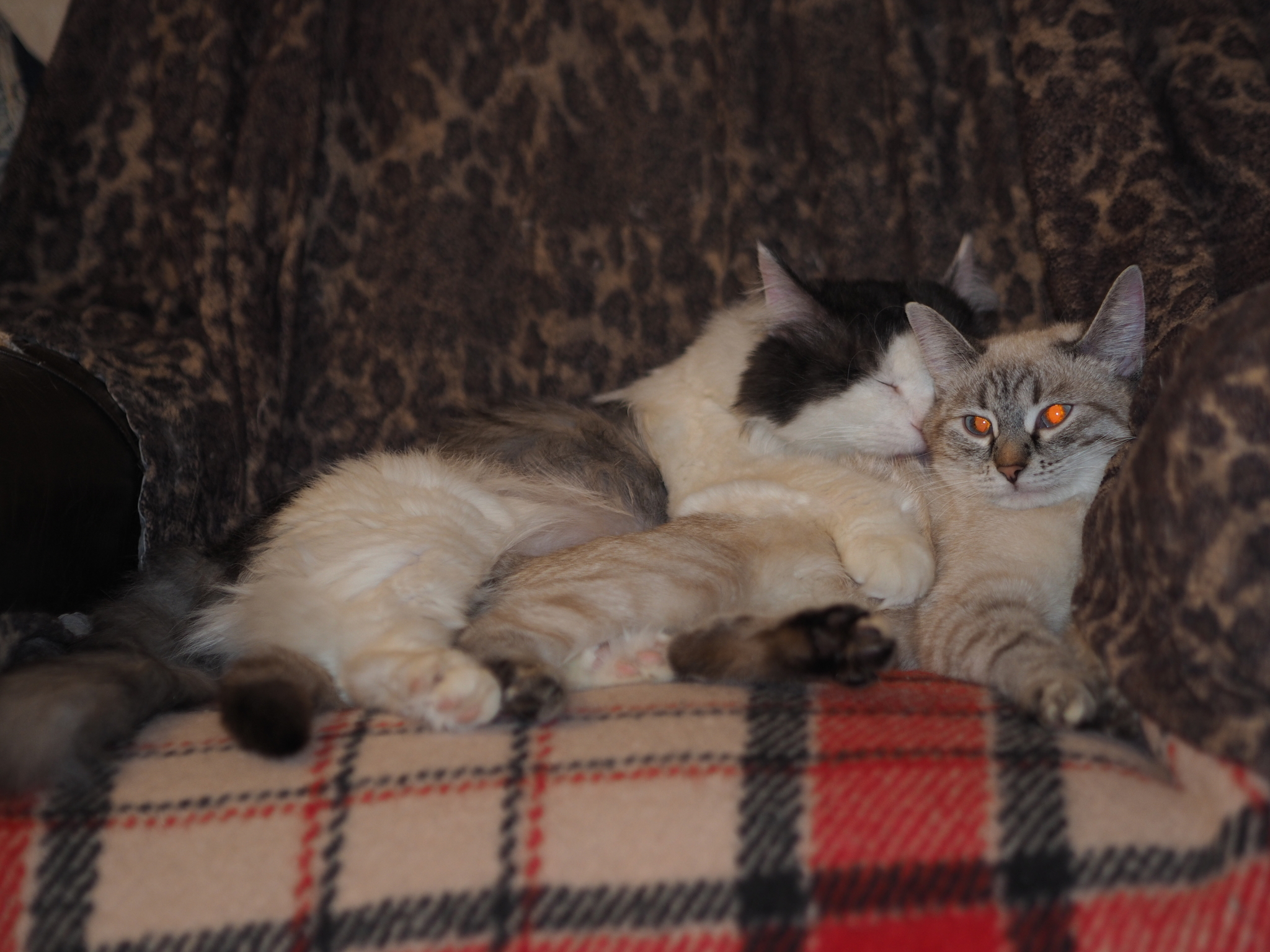 Lamour cats - My, cat, Love, Tenderness, The photo, Longpost