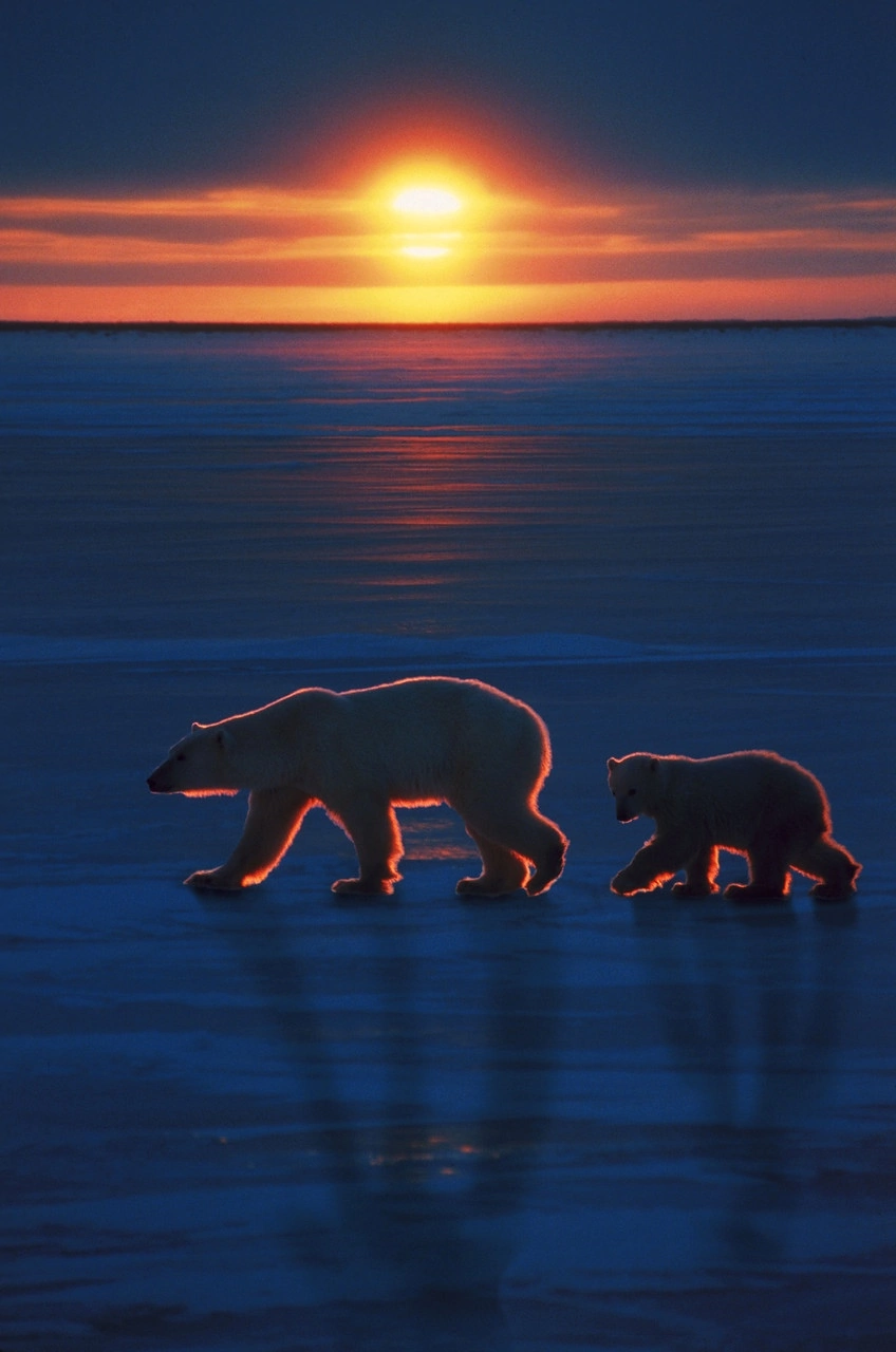 Fire Bears - Polar bear, Sunset, Pole, Umka, The photo