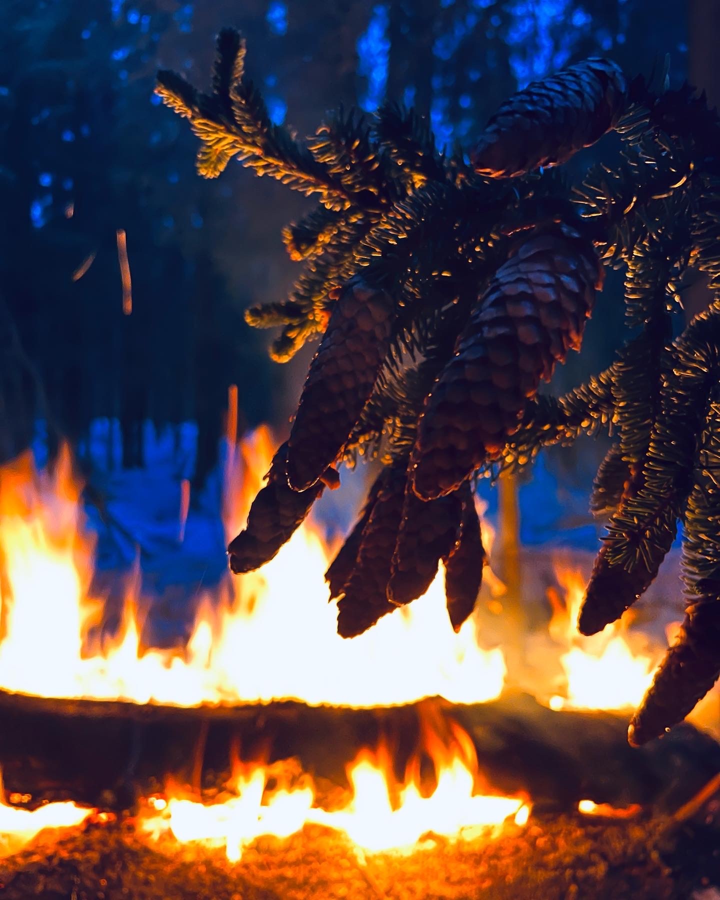 The forest is preparing for spring - My, Saint Petersburg, Lomonosov district, Forest, Nature, The nature of Russia, beauty of nature, Camping, Hike, Walk in the woods, Forest Spirits, Snow, Bonfire, Christmas trees, Camp, Cosiness, Wintering, Spring, River, Forest fairy tale, Tourism, Longpost