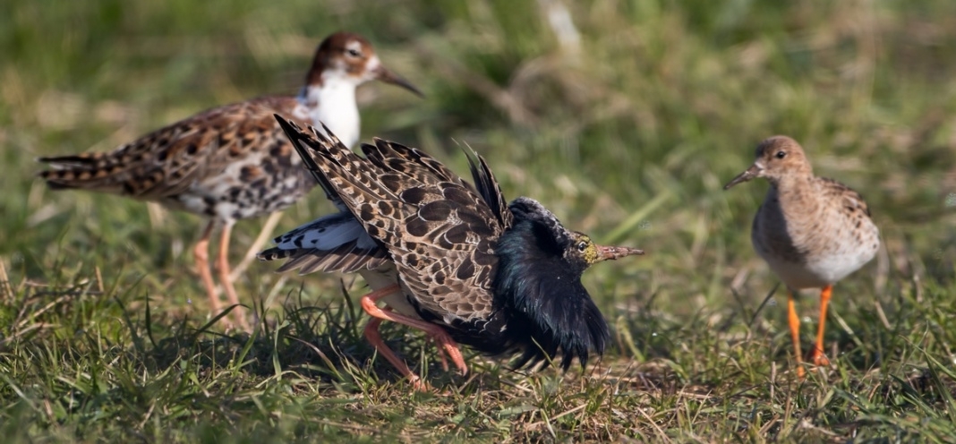 Turukhtan - Birds, wildlife, Ornithology, Ornithology League, beauty of nature, Nature, Longpost