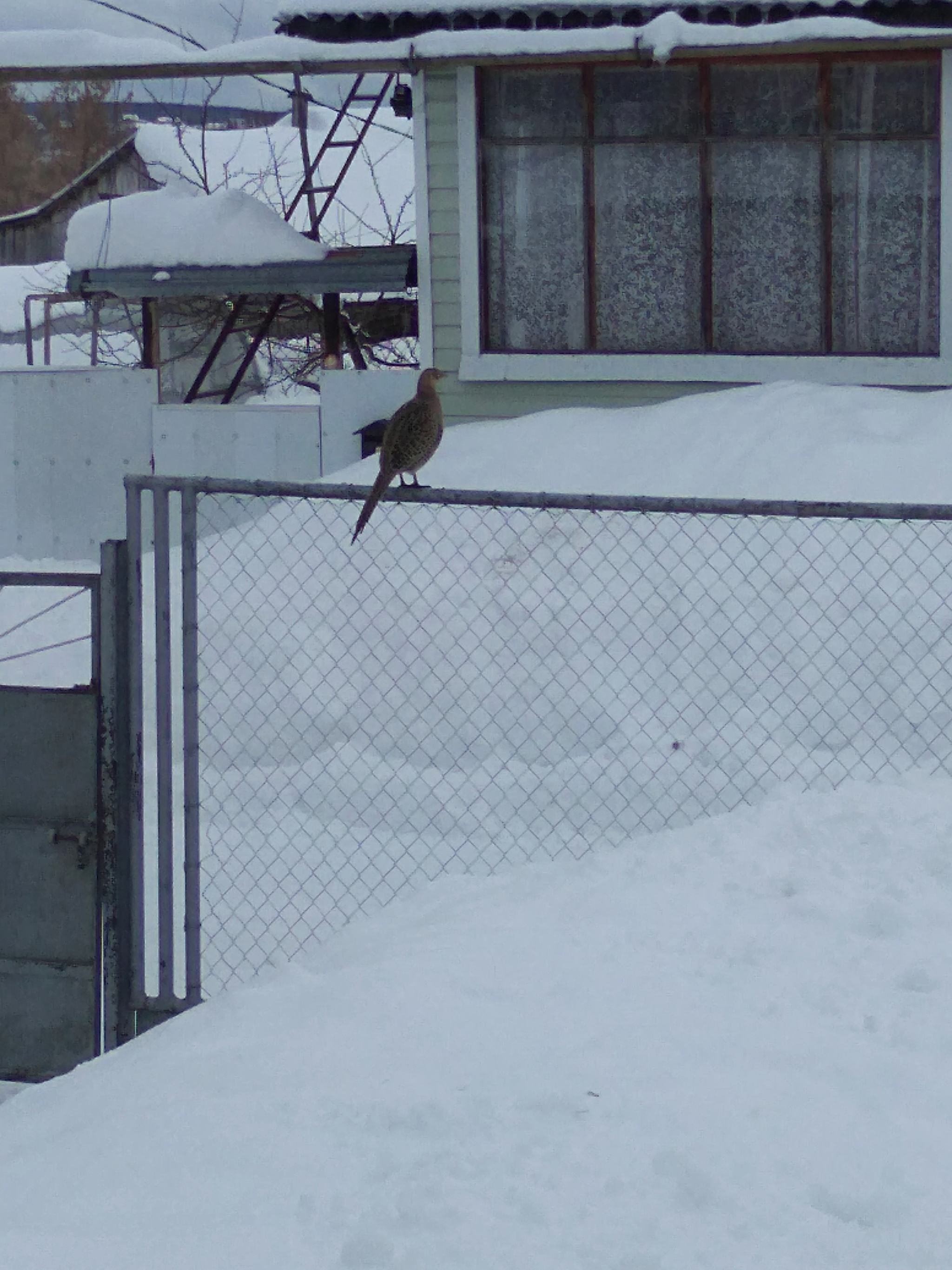 Do you feed the birds? No, just showing - My, Village, Positive, Birds, Video, Longpost