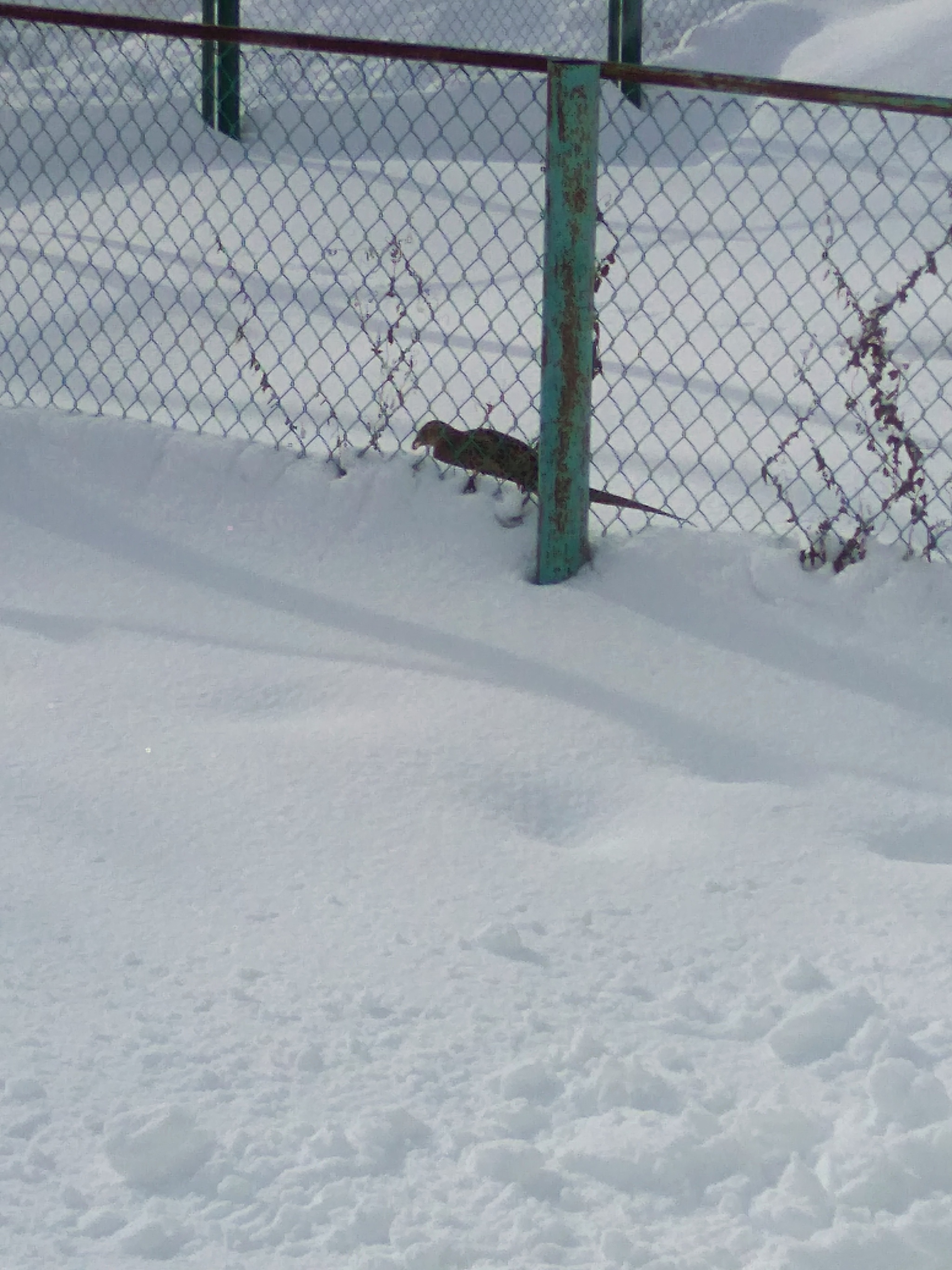 Do you feed the birds? No, just showing - My, Village, Positive, Birds, Video, Longpost