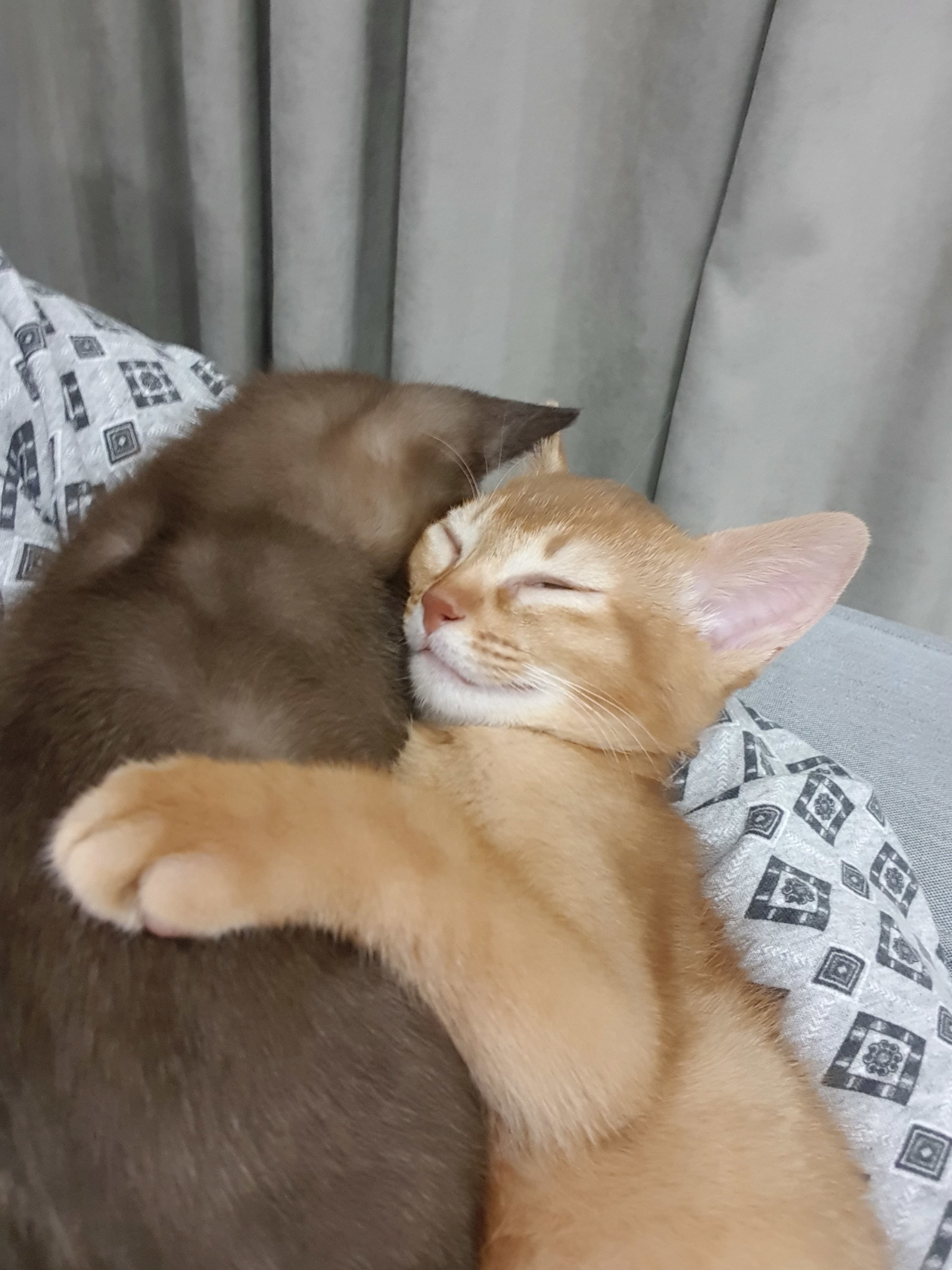 Lovebirds - My, Kittens, Burmese, Abyssinian cat, Milota, friendship, Longpost, cat