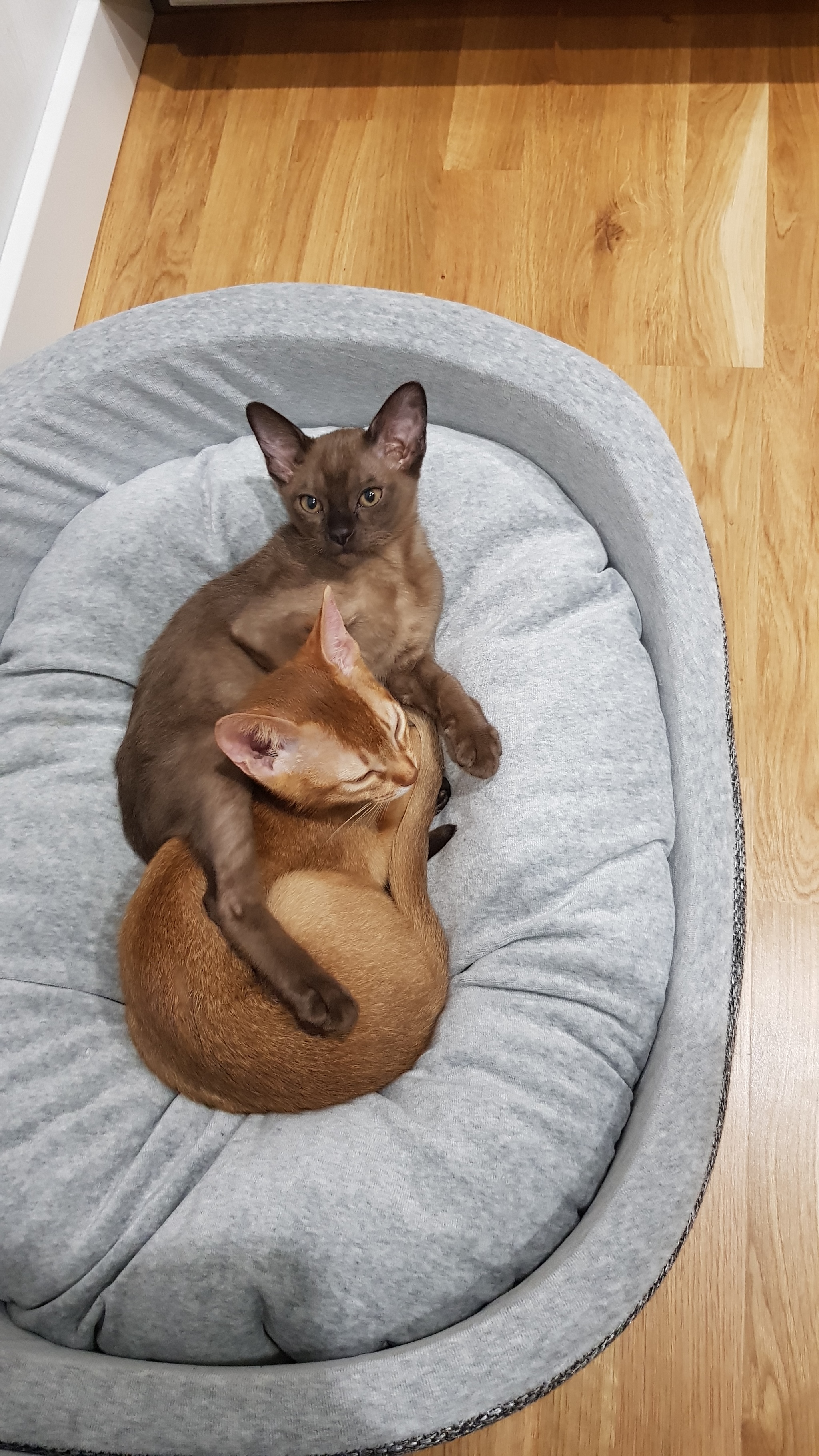 Lovebirds - My, Kittens, Burmese, Abyssinian cat, Milota, friendship, Longpost, cat