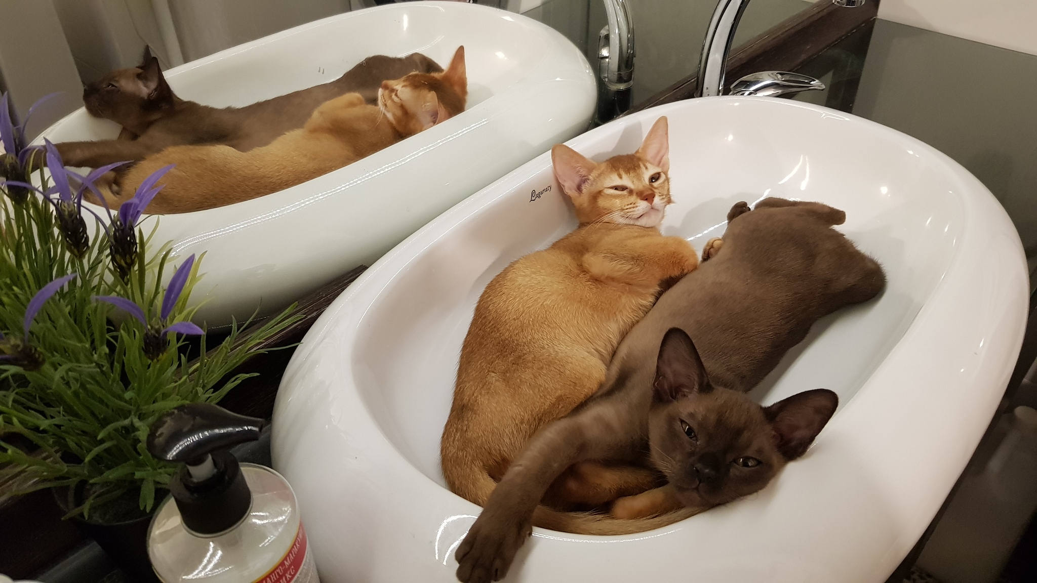 Lovebirds - My, Kittens, Burmese, Abyssinian cat, Milota, friendship, Longpost, cat