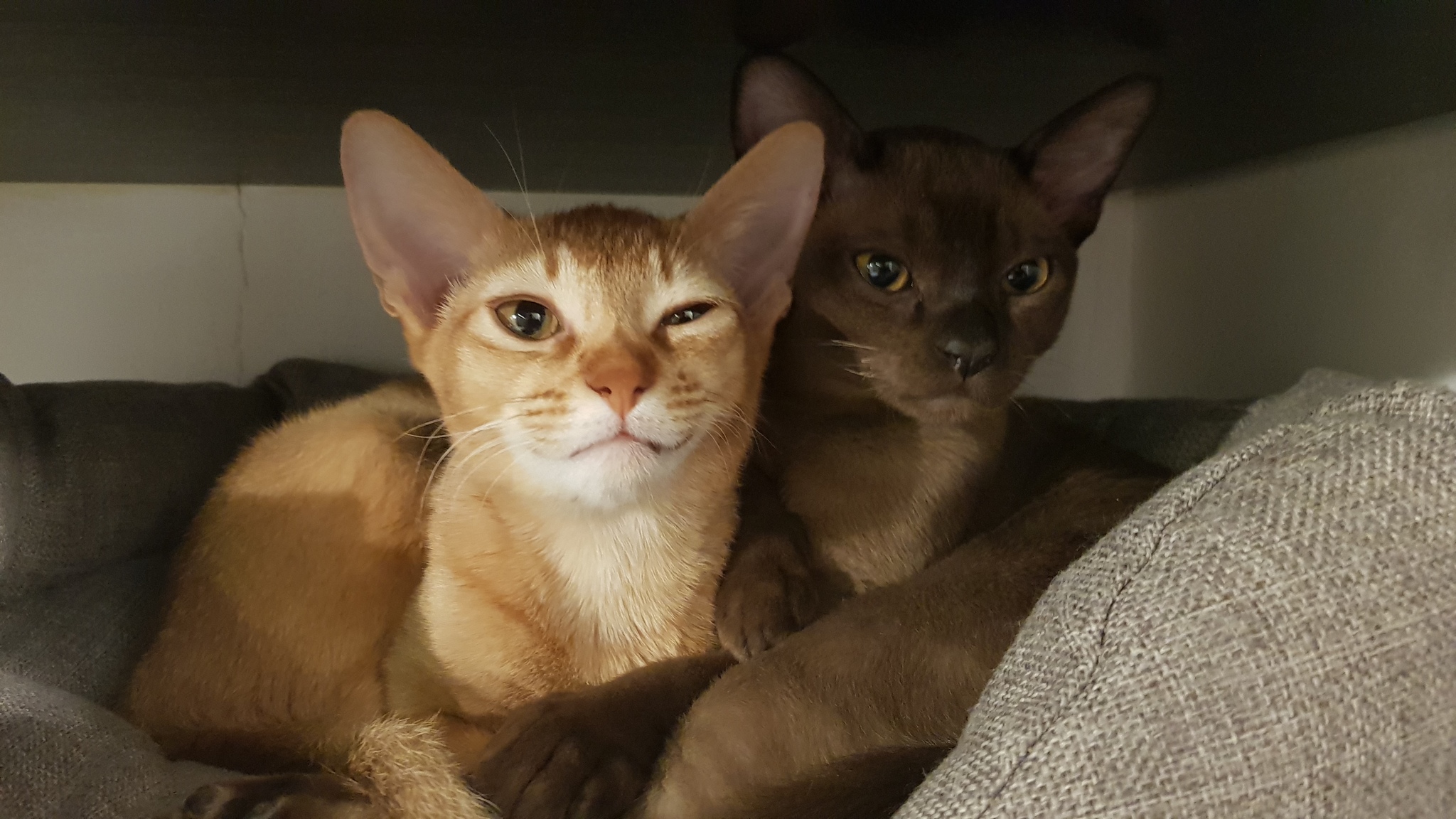 Lovebirds - My, Kittens, Burmese, Abyssinian cat, Milota, friendship, Longpost, cat