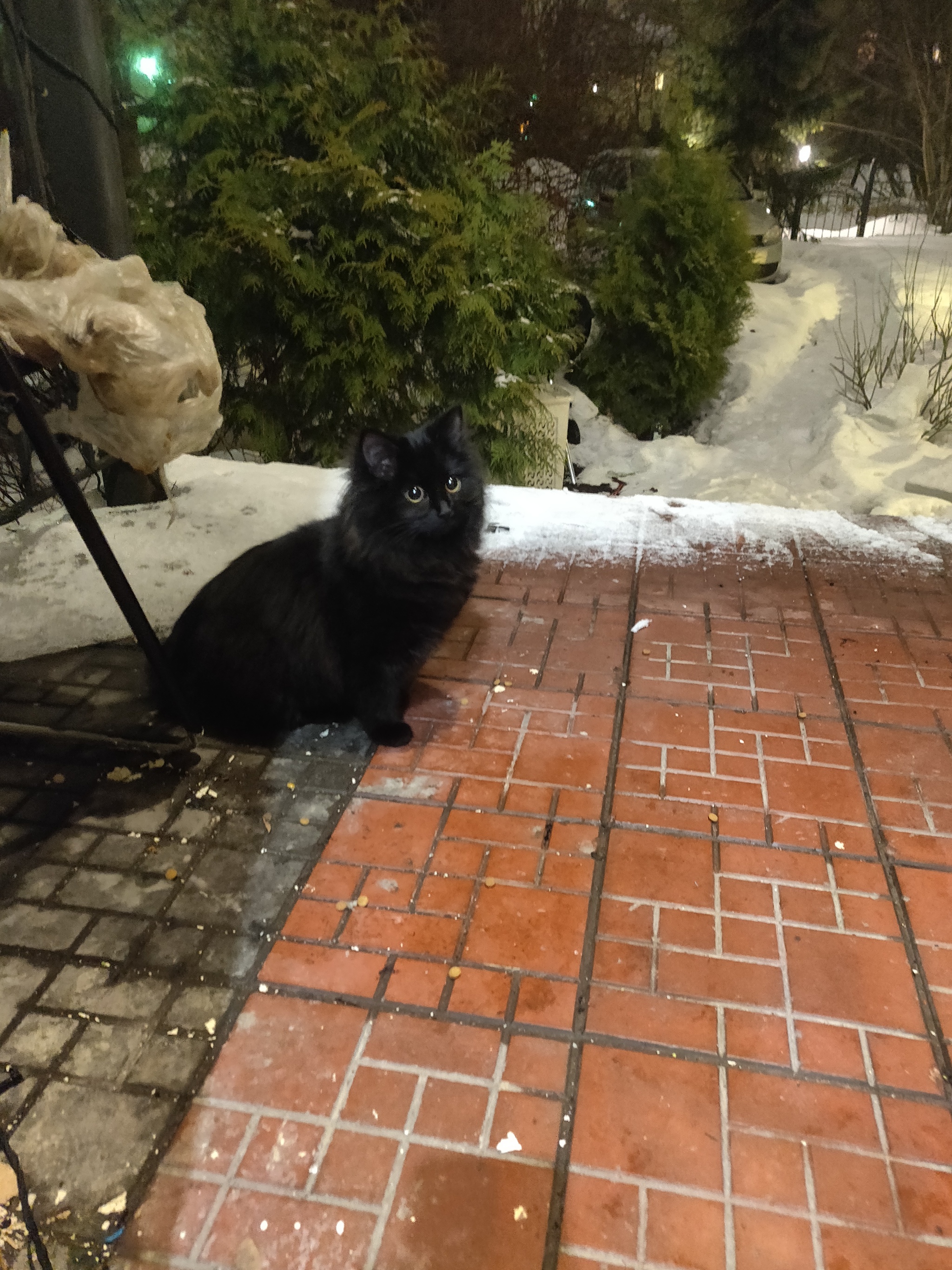 St. Petersburg in my yard is such a miracle - cat, Saint Petersburg, Primorsky District, Longpost, Black cat, Homeless animals, No rating, In good hands