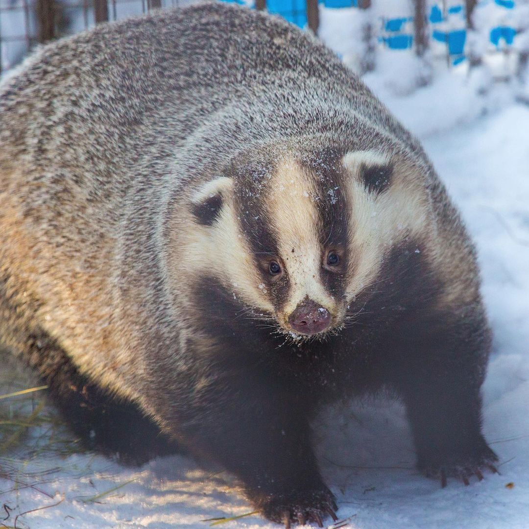 In the Novosibirsk Zoo, badgers came out of hibernation - Badger, Cunyi, Wild animals, Interesting, Novosibirsk Zoo, Spring, Longpost