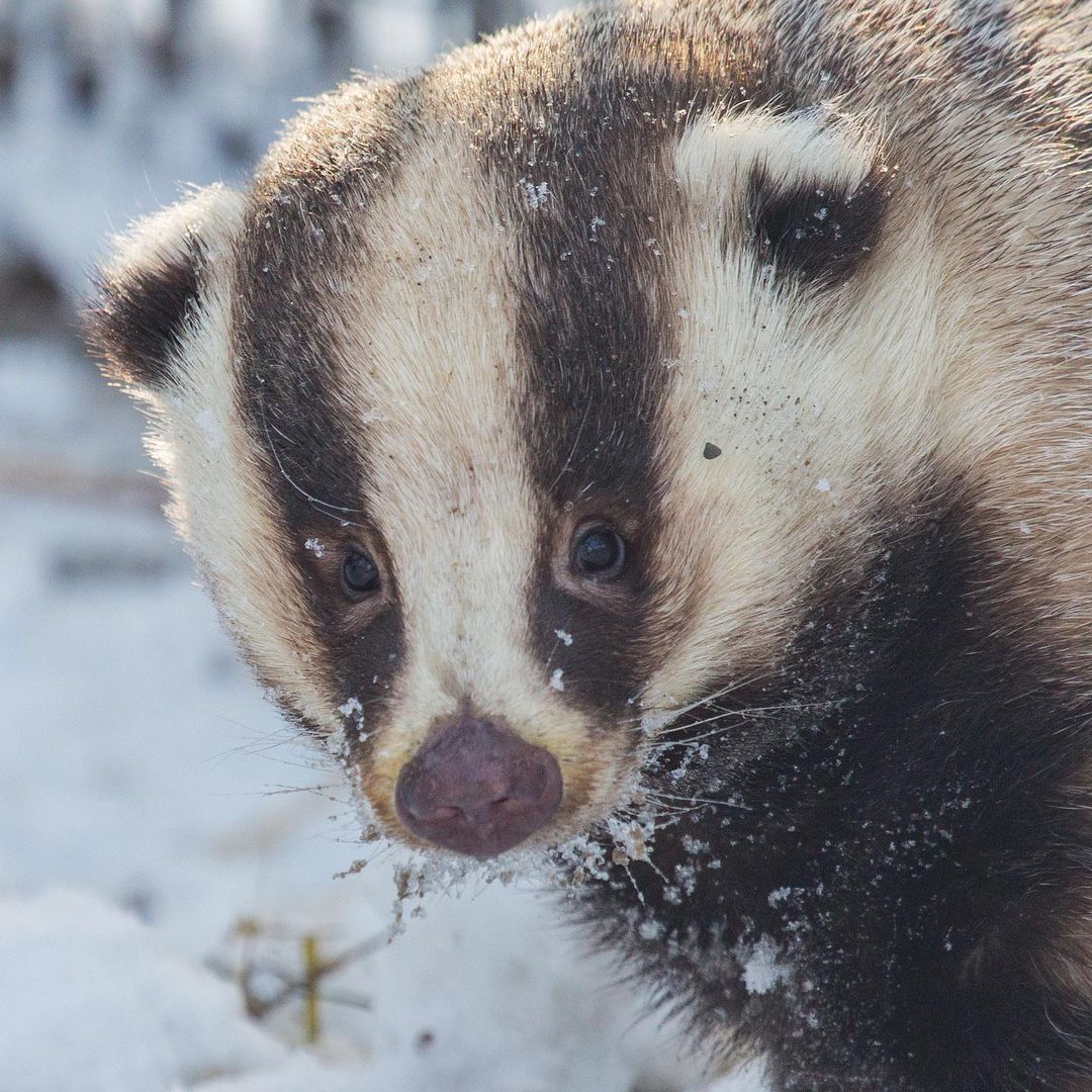 In the Novosibirsk Zoo, badgers came out of hibernation - Badger, Cunyi, Wild animals, Interesting, Novosibirsk Zoo, Spring, Longpost