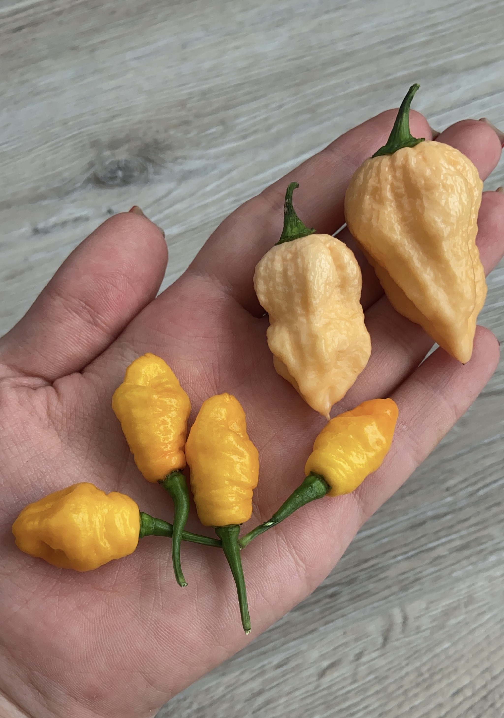 Помогите определить сорт перца | Пикабу