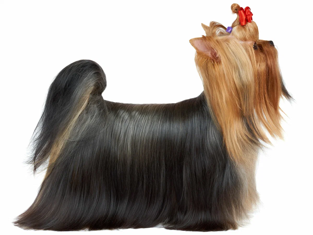 Yorkshire Terrier: Human hair and lots of problems. What do the owners of this breed face? - Yorkshire Terrier, Dog, Animals, Animal book, Yandex Zen, Longpost