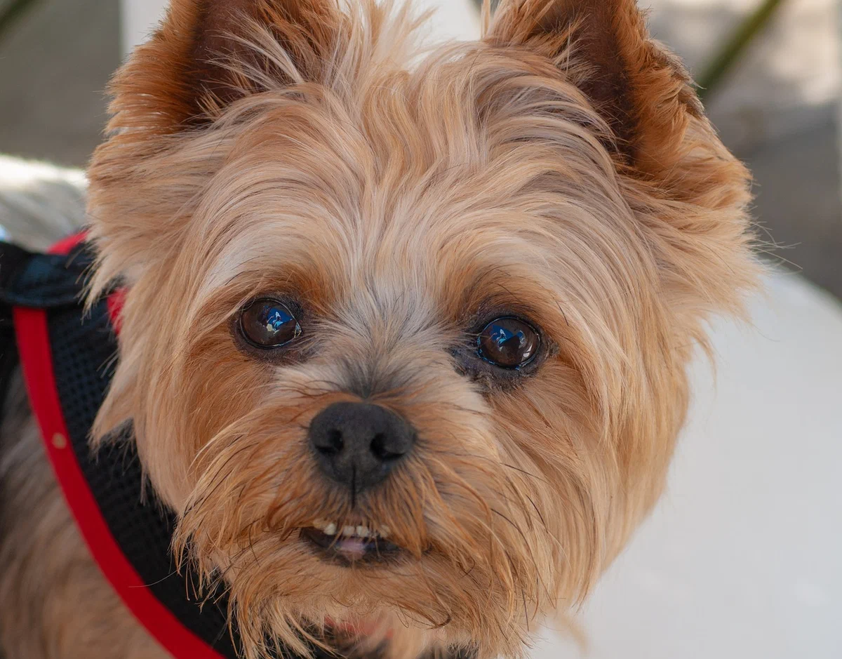 Yorkshire Terrier: Human hair and lots of problems. What do the owners of this breed face? - Yorkshire Terrier, Dog, Animals, Animal book, Yandex Zen, Longpost