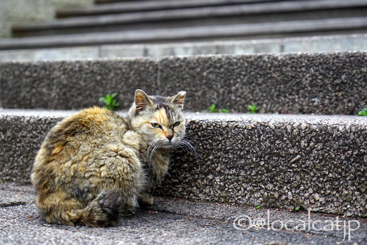 Уличное японовое котэ - Кот, Twitter, Длиннопост