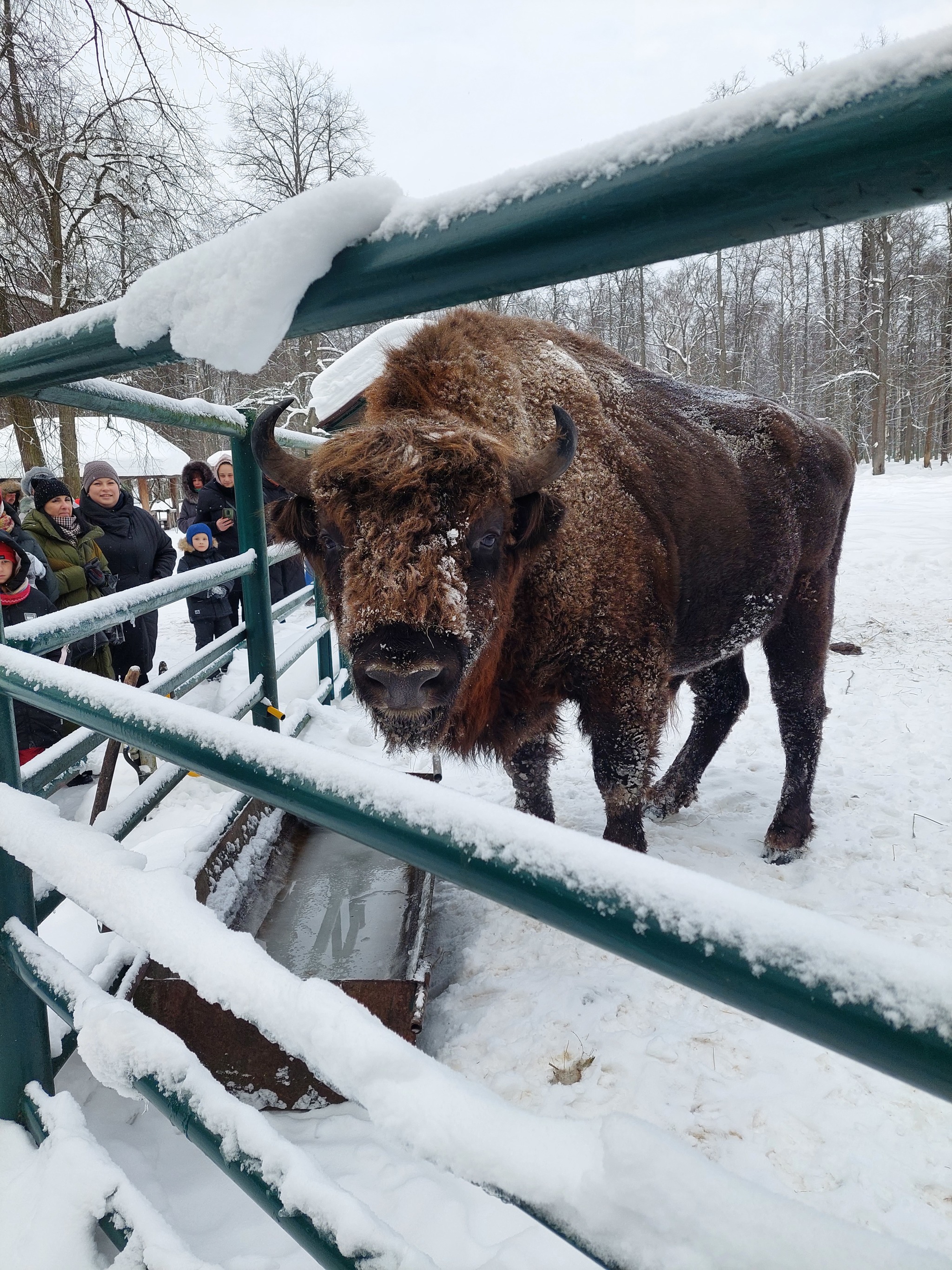 Not a cat, but also very cute - My, Bison, wildlife, Nature, Winter, Reserves and sanctuaries, Longpost