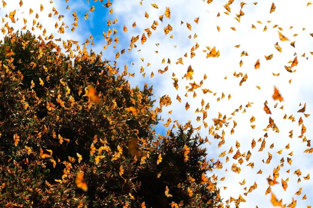 Danaida monarch: Giant flocks make flights of 4000 km. However, their grandchildren are already returning to their homeland - Danaida Monarch, Butterfly, Monarch Butterfly, Animal book, Yandex Zen, Longpost