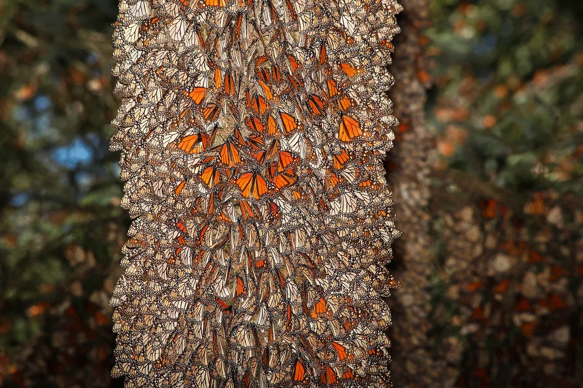 Danaida monarch: Giant flocks make flights of 4000 km. However, their grandchildren are already returning to their homeland - Danaida Monarch, Butterfly, Monarch Butterfly, Animal book, Yandex Zen, Longpost