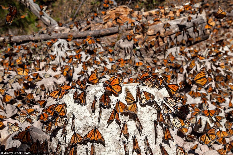 Danaida monarch: Giant flocks make flights of 4000 km. However, their grandchildren are already returning to their homeland - Danaida Monarch, Butterfly, Monarch Butterfly, Animal book, Yandex Zen, Longpost