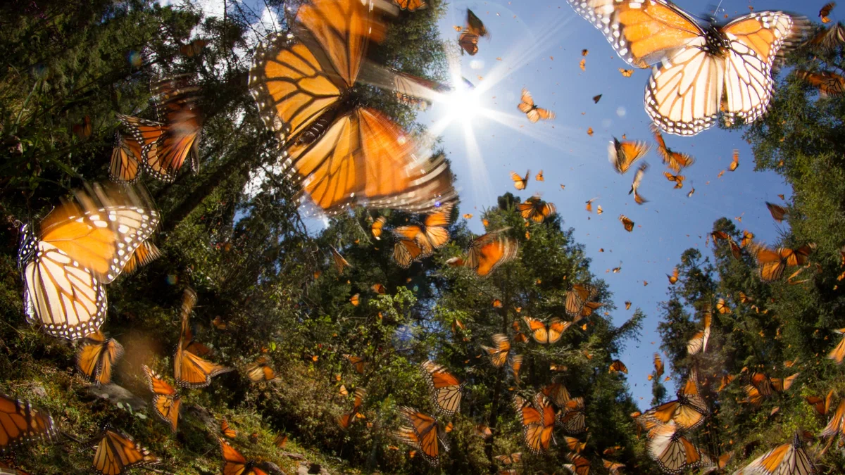 Danaida monarch: Giant flocks make flights of 4000 km. However, their grandchildren are already returning to their homeland - Danaida Monarch, Butterfly, Monarch Butterfly, Animal book, Yandex Zen, Longpost