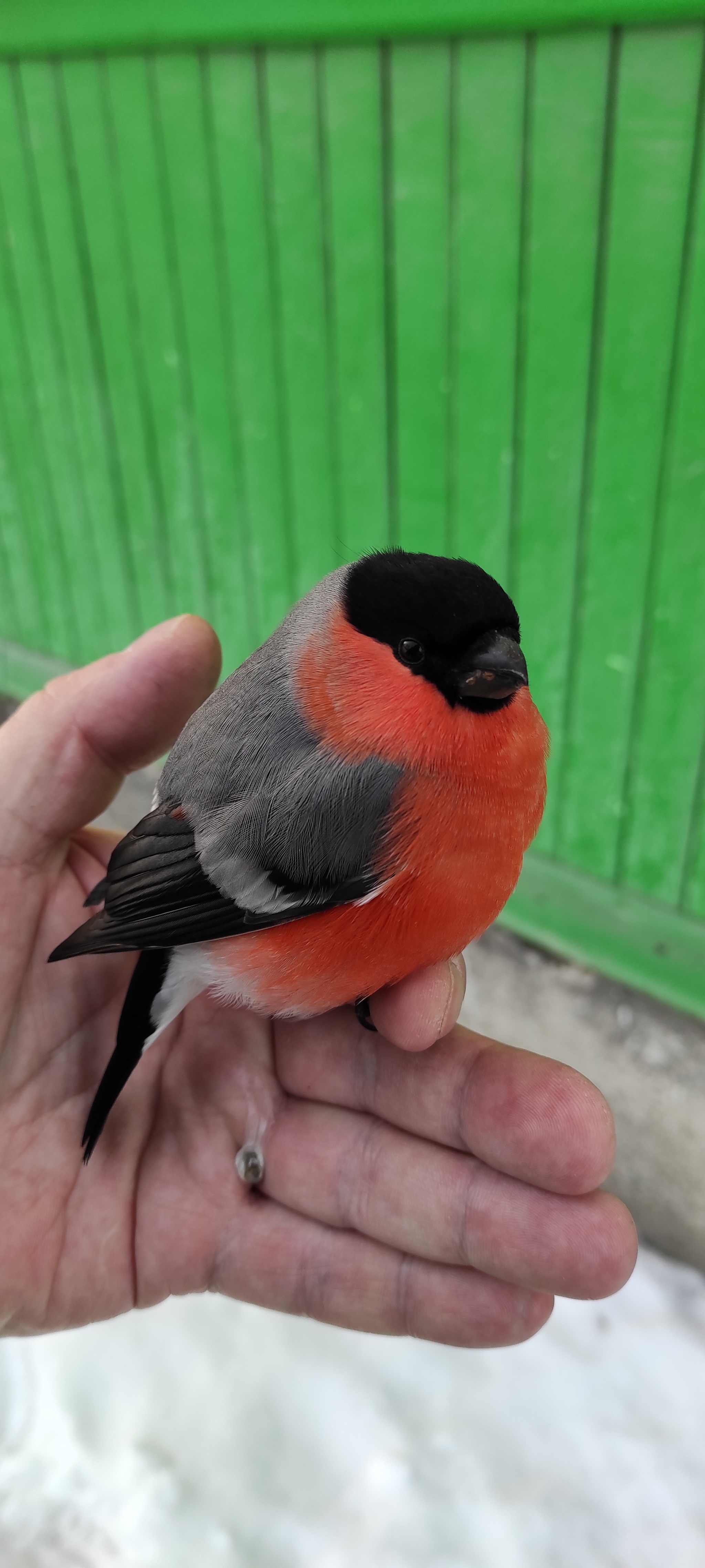 Bullfinch - My, Bullfinches, Beginning photographer, Birds, Longpost