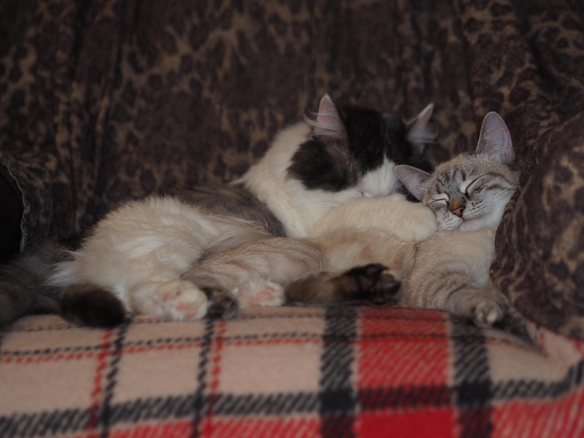 Lamour cats - My, cat, Love, Tenderness, The photo, Longpost