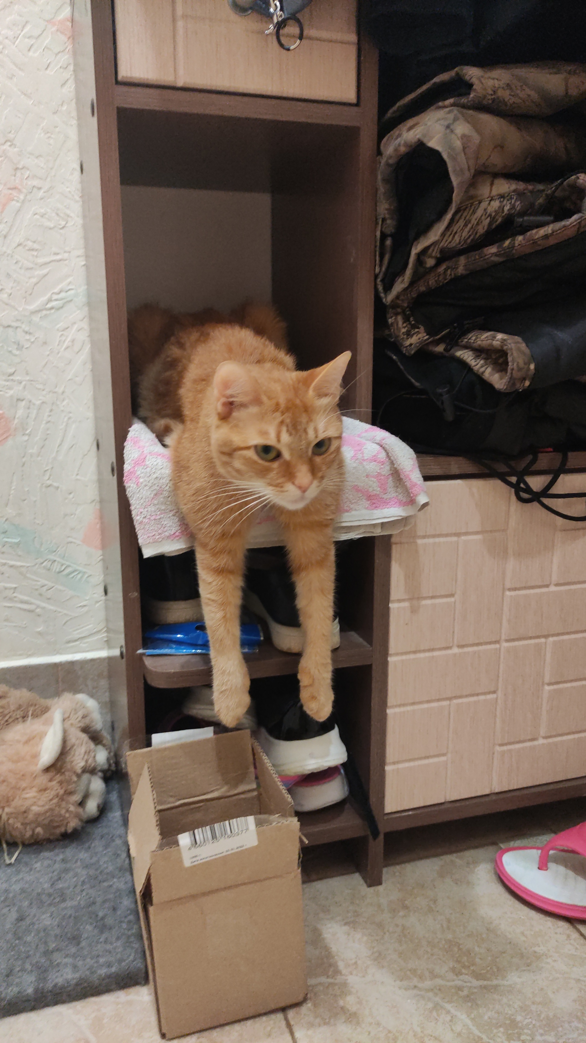 Again, my redhead - My, cat, The photo, Furniture, Longpost