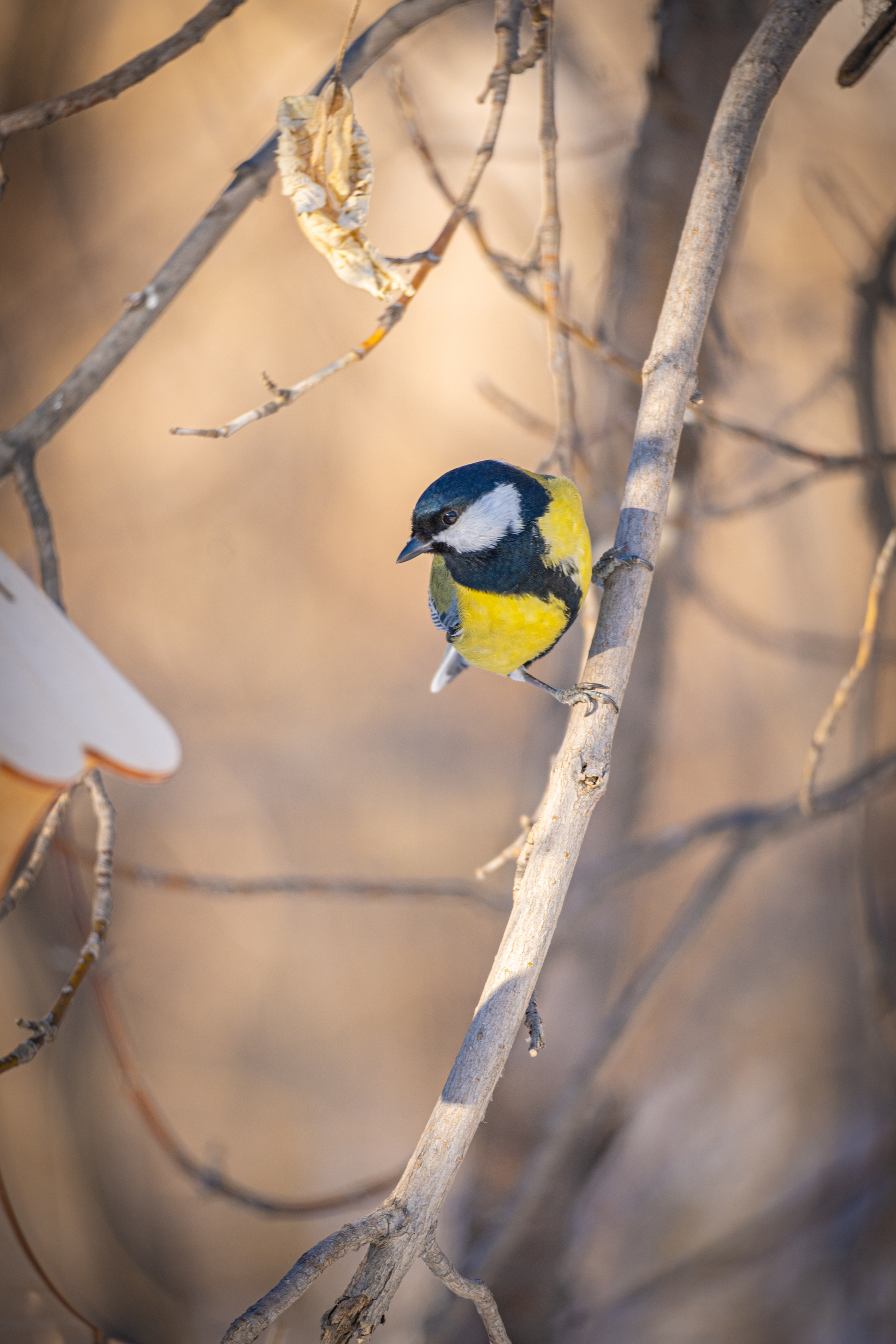 Photo hunt for - My, The photo, Yekaterinburg, I want criticism, Photographer, Birds, Tit, Telephoto lens, The park, Winter, Photo hunting