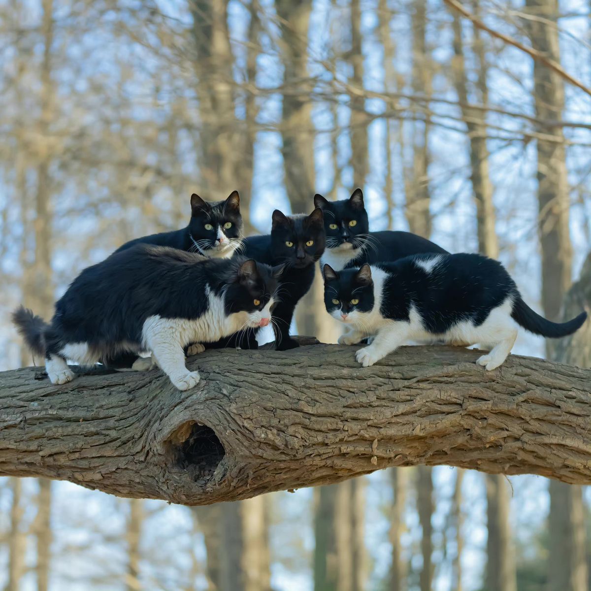 Коты прилетели картинки