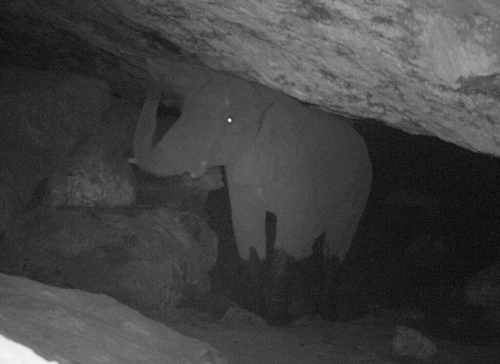 Mountain elephants! - Elephants, Africa, Caves