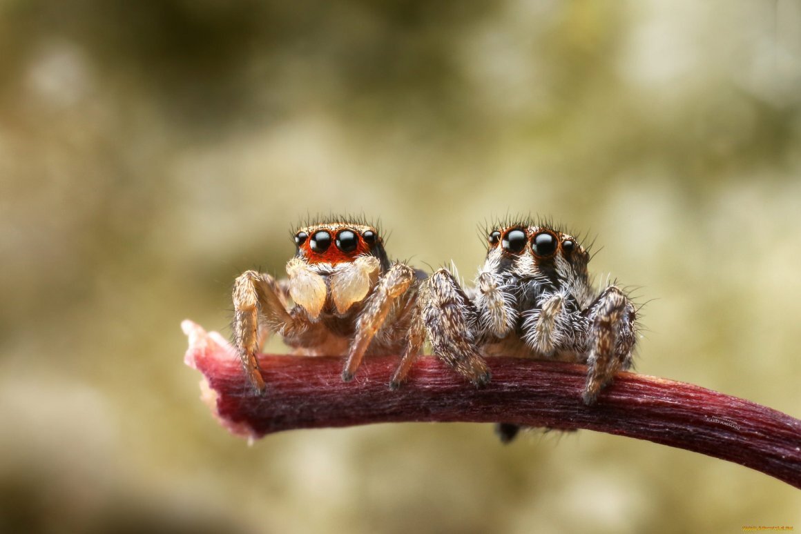 The cutest advertisement I've seen. Although she's with a spider! - Creative advertising, Spider, Creative, Marketing, Eyes, Smartphone, Pets, The first love, Humor, Video, Longpost, Advertising