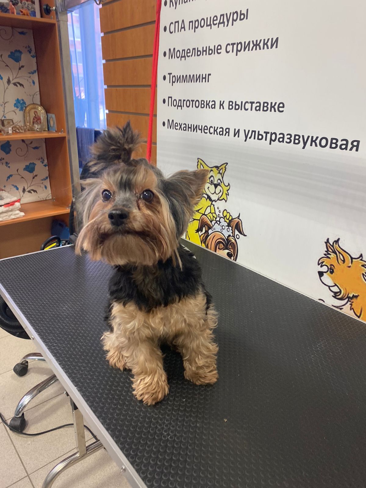 Found a dog - Found a dog, Lost, Longpost, Dog, Moscow, No rating