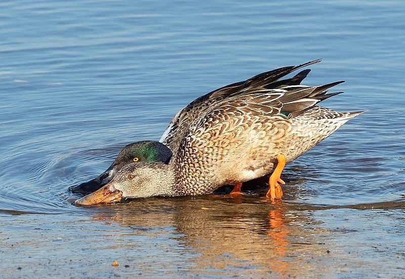 Broad-nosed: A predatory duck with hundreds of teeth inside its beak. Looks like an ancient Greek monster - Duck, Birds, Animal book, Yandex Zen, Animals, Longpost