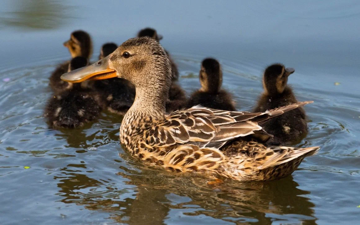 Broad-nosed: A predatory duck with hundreds of teeth inside its beak. Looks like an ancient Greek monster - Duck, Birds, Animal book, Yandex Zen, Animals, Longpost