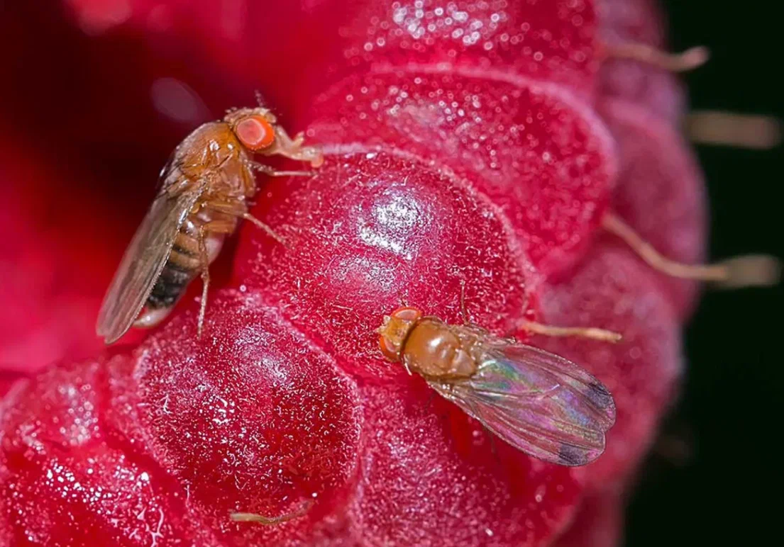 Loneliness is not only a problem for people, but also for flies. Both tend to drown out the dreary feeling with alcohol. - Муха, Insects, Alcohol, Drosophila, Animal book, Yandex Zen, Alcoholism, Alcoholics, Longpost