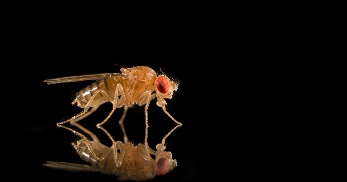 Loneliness is not only a problem for people, but also for flies. Both tend to drown out the dreary feeling with alcohol. - Муха, Insects, Alcohol, Drosophila, Animal book, Yandex Zen, Alcoholism, Alcoholics, Longpost