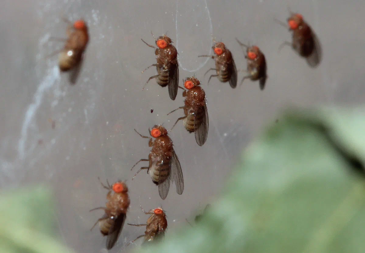 Loneliness is not only a problem for people, but also for flies. Both tend to drown out the dreary feeling with alcohol. - Муха, Insects, Alcohol, Drosophila, Animal book, Yandex Zen, Alcoholism, Alcoholics, Longpost